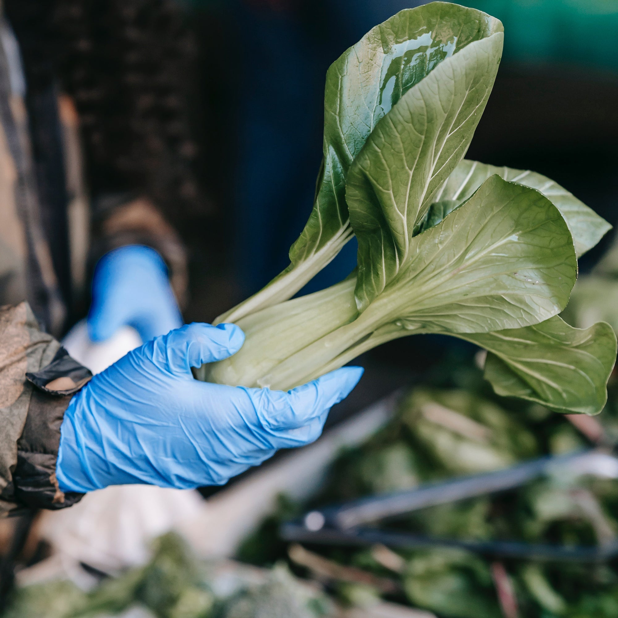 Schneider Disposable Vinyl Synthetic Exam Gloves 10x100 Case Pack - VSFB30 Blue - 4Mil - SchneiderDirect.com