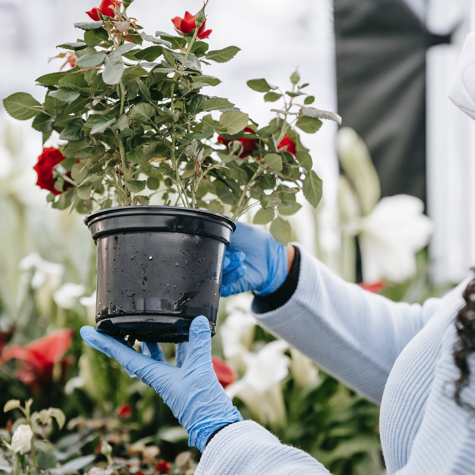 TitanFlex Disposable Heavy-Duty Nitrile Exam Gloves 10x100 Case Pack - Blue HD20B - 6Mil - SchneiderDirect.com